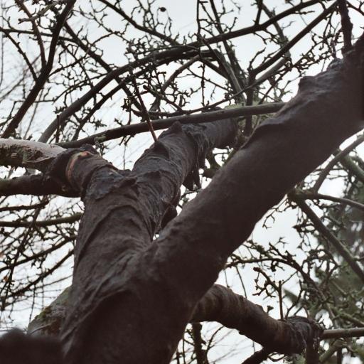 Apfelbaum in schwarzen Filz